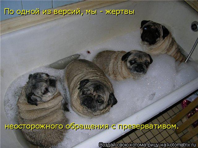 По одной из версий, мы - жертвы неосторожного обращения с презервативом.... Котоматрица: По одной из версий, мы - жертвы неосторожного обращения с презервативом.