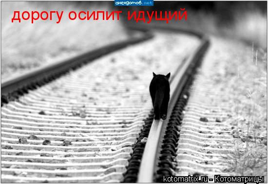 дорогу осилит идущий дорогу осилит идущий... Котоматрица: дорогу осилит идущий дорогу осилит идущий