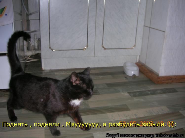 Поднять , подняли . Мяууууууу, а разбудить забыли. ((:... Котоматрица: Поднять , подняли . Мяууууууу, а разбудить забыли. ((: