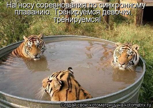 На носу соревнования по синхронному плаванию. Тренируемся девочки, тренируемся!... Котоматрица: На носу соревнования по синхронному плаванию. Тренируемся девочки, тренируемся!