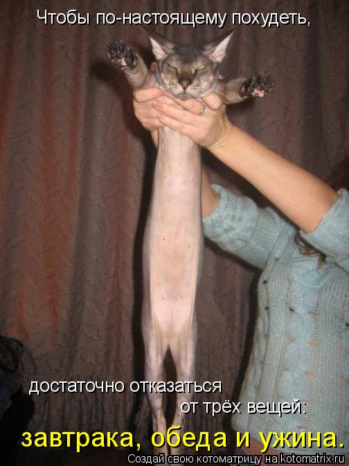 Чтобы по-настоящему похудеть, достаточно отказаться от трёх вещей: завтрака, обеда и ужина.... Котоматрица: Чтобы по-настоящему похудеть, достаточно отказаться от трёх вещей: завтрака, обеда и ужина.