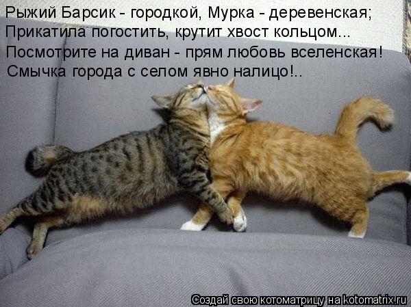 Рыжий Барсик - городкой, Мурка - деревенская; Прикатила погостить, крутит хвост кольцом... Посмотрите... Котоматрица: Рыжий Барсик - городкой, Мурка - деревенская; Прикатила погостить, крутит хвост кольцом... Посмотрите на диван - прям любовь вселенская! Смычк