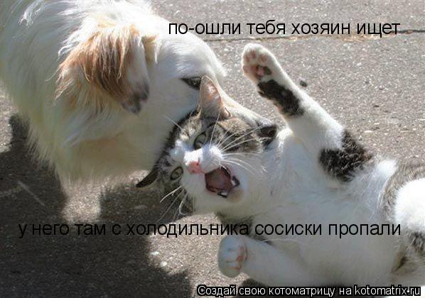 Котоматрица: по-ошли тебя хозяин ищет  у него там с холодильника сосиски пропали