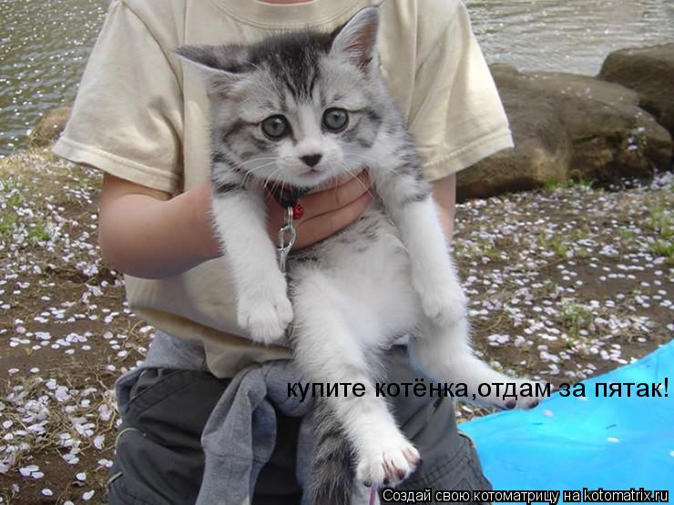 купите котёнка,отдам за пятак!... Котоматрица: купите котёнка,отдам за пятак!