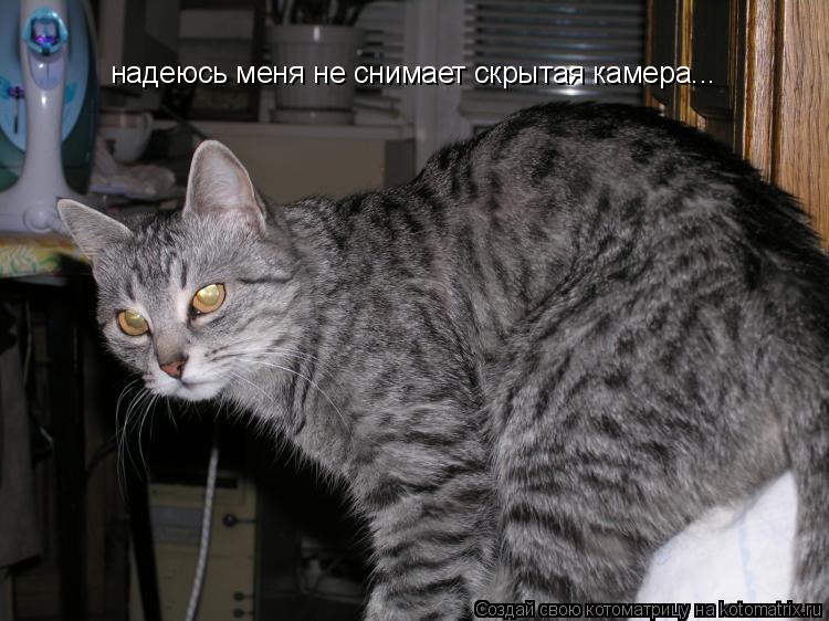 надеюсь меня не снимает скрытая камера...... Котоматрица: надеюсь меня не снимает скрытая камера...