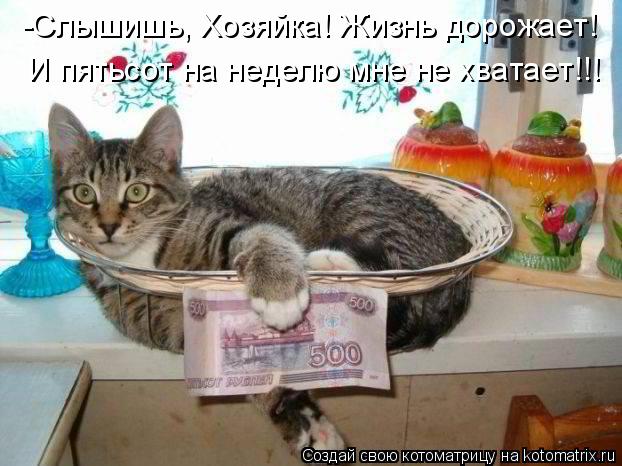 Котоматрица: -Слышишь, Хозяйка! Жизнь дорожает! И пятьсот на неделю мне не хватает!!!