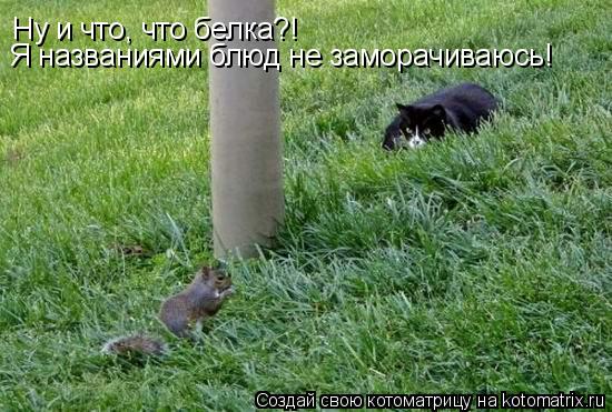 Ну и что, что белка?! Я названиями блюд не заморачиваюсь!... Котоматрица: Ну и что, что белка?! Я названиями блюд не заморачиваюсь!