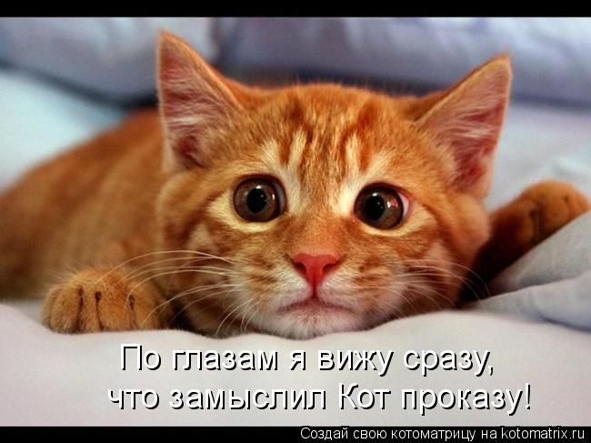 По глазам я вижу сразу, что замыслил Кот проказу!... Котоматрица: По глазам я вижу сразу, что замыслил Кот проказу!