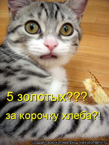 5 золотых??? за корочку хлеба?!... Котоматрица: 5 золотых??? за корочку хлеба?!