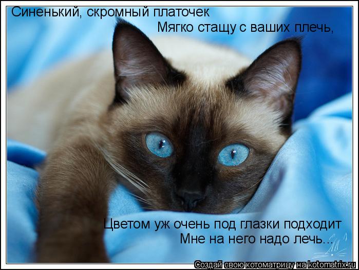 Синенький, скромный платочек Мягко стащу с ваших плечь, Цветом уж очень под глазки подходит Мне на не... Котоматрица: Синенький, скромный платочек Мягко стащу с ваших плечь, Цветом уж очень под глазки подходит Мне на него надо лечь...