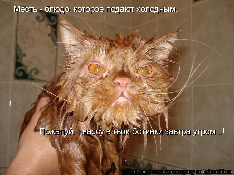 Котоматрица: Месть - блюдо, которое подают холодным. Пожалуй... нассу в твои ботинки завтра утром...!