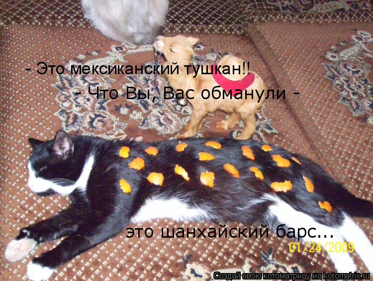 - Это мексиканский тушкан!! - Что Вы, Вас обманули - это шанхайский барс...... Котоматрица: - Это мексиканский тушкан!! - Что Вы, Вас обманули - это шанхайский барс...