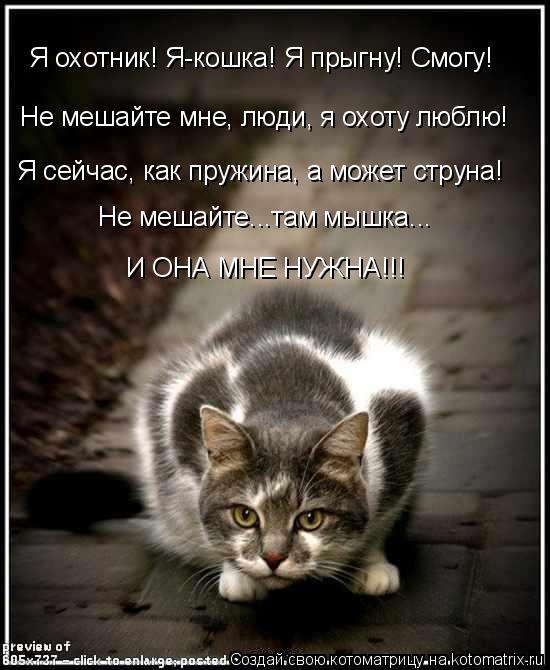 Я охотник! Я-кошка! Я прыгну! Смогу! Не мешайте мне, люди, я охоту люблю! Я сейчас, как пружина, а мо... Котоматрица: Я охотник! Я-кошка! Я прыгну! Смогу! Не мешайте мне, люди, я охоту люблю! Я сейчас, как пружина, а может струна! Не мешайте...там мышка... И ОНА МНЕ