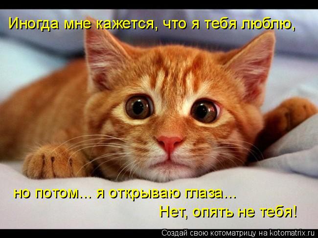 Иногда мне кажется, что я тебя люблю, но потом... я открываю глаза... Нет, опять не тебя!... Котоматрица: Иногда мне кажется, что я тебя люблю, но потом... я открываю глаза... Нет, опять не тебя!