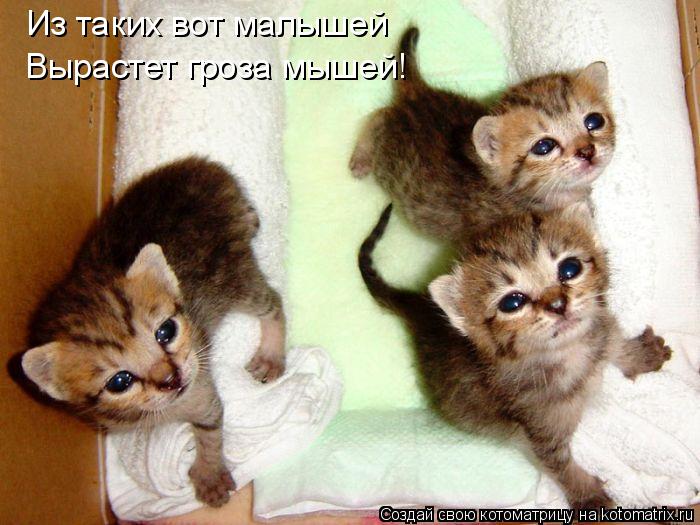 Из таких вот малышей Вырастет гроза мышей!... Котоматрица: Из таких вот малышей Вырастет гроза мышей!