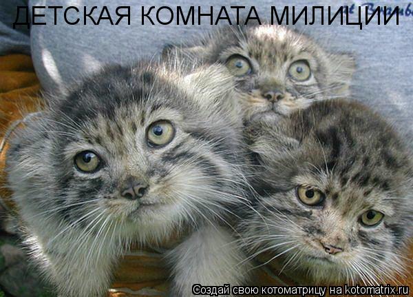 Котоматрица: ДЕТСКАЯ КОМНАТА МИЛИЦИИ