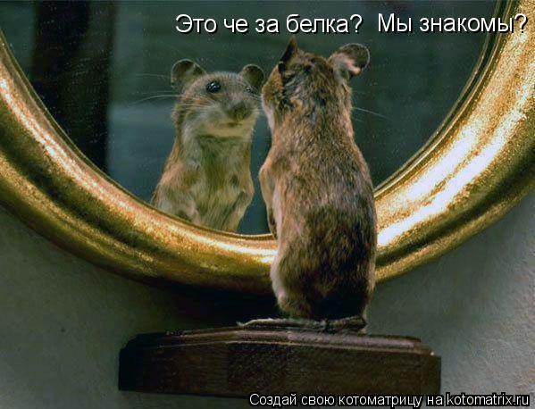 Это че за белка? Мы знакомы?... Котоматрица: Это че за белка? Мы знакомы?