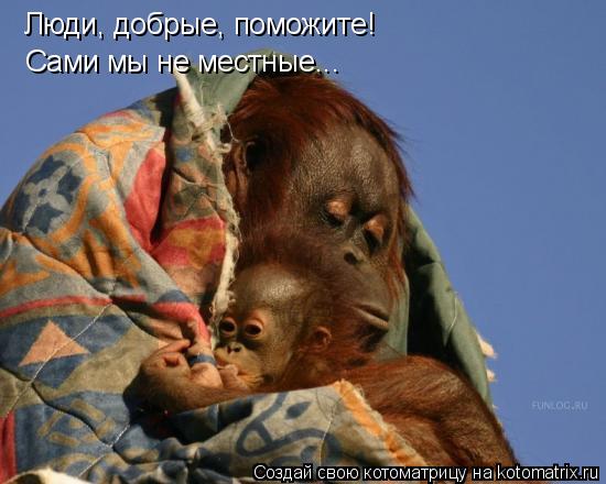Люди, добрые, поможите! Сами мы не местные...... Котоматрица: Люди, добрые, поможите! Сами мы не местные...