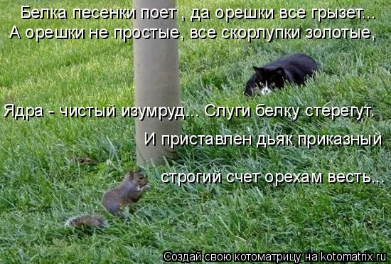 Котоматрица: Белка песенки поет , да орешки все грызет... А орешки не простые, все скорлупки золотые, Ядра - чистый изумруд... Слуги белку стерегут. И приста