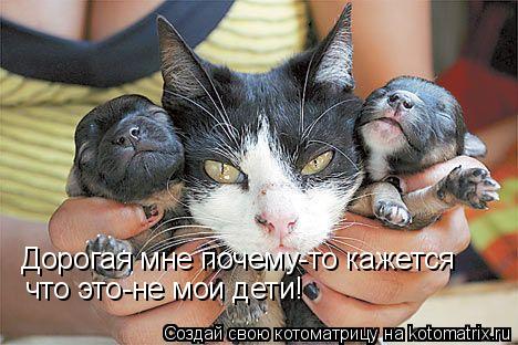 Дорогая мне почему-то кажется что это-не мои дети!... Котоматрица: Дорогая мне почему-то кажется что это-не мои дети!