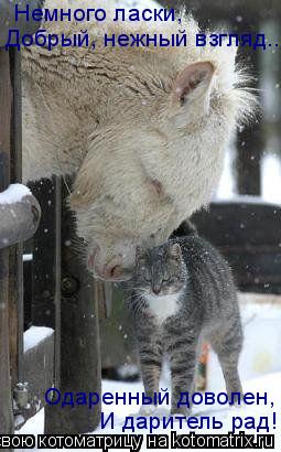 Котоматрица: И даритель рад! Немного ласки, Добрый, нежный взгляд... Одаренный доволен,