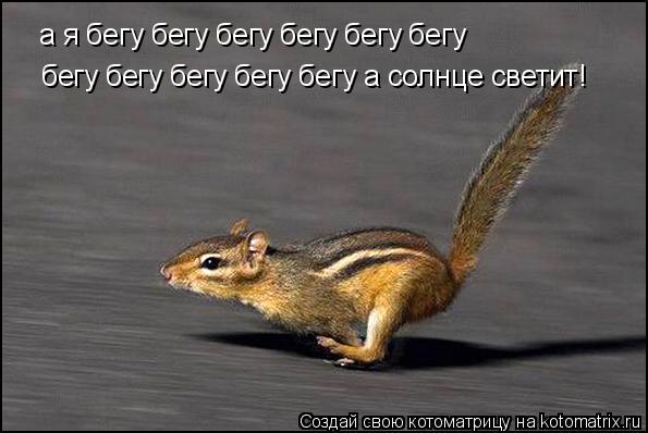 а я бегу бегу бегу бегу бегу бегу бегу бегу бегу бегу бегу а солнце светит!... Котоматрица: а я бегу бегу бегу бегу бегу бегу бегу бегу бегу бегу бегу а солнце светит!