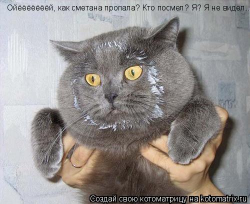 Котоматрица: Ойёёёёёёёй, как сметана пропала? Кто посмел? Я? Я не видел....
