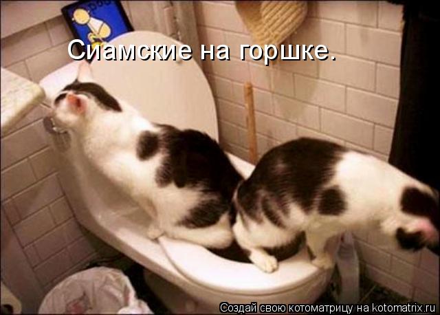 Сиамские на горшке.... Котоматрица: Сиамские на горшке.