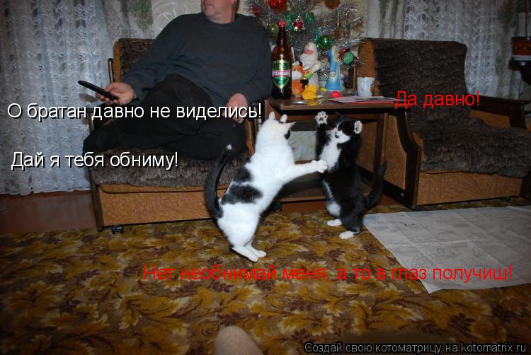 Котоматрица: О братан давно не виделись! Да давно! Дай я тебя обниму! Нет необнимай меня, а то в глаз получиш!