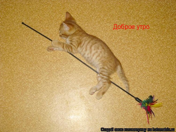 Котоматрица: Доброе утро