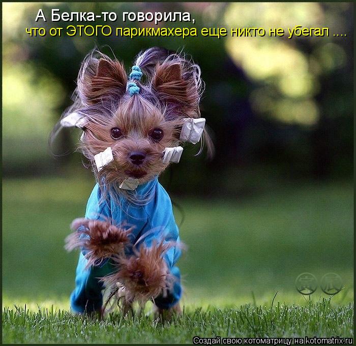 А Белка-то говорила, что от ЭТОГО парикмахера еще никто не убегал ....... Котоматрица: А Белка-то говорила, что от ЭТОГО парикмахера еще никто не убегал ....