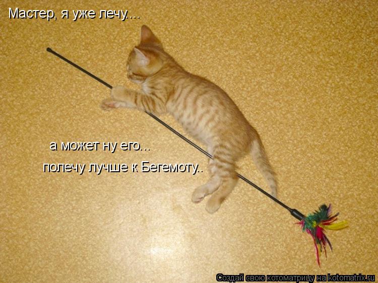Котоматрица: Мастер, я уже лечу.... а может ну его...  полечу лучше к Бегемоту..