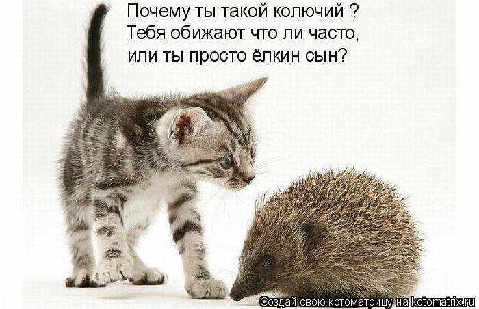 Стих почему ты такой колючий Стих почему ты такой колючий
