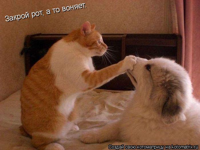Закрой рот, а то воняет.... Котоматрица: Закрой рот, а то воняет.