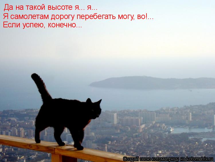 Да на такой высоте я... я... Я самолетам дорогу перебегать могу, во!... Если успею, конечно...... Котоматрица: Да на такой высоте я... я... Я самолетам дорогу перебегать могу, во!... Если успею, конечно...
