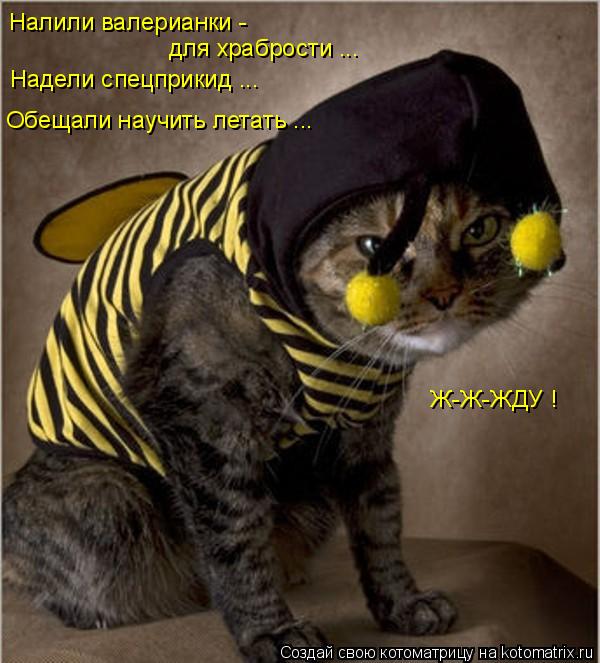 Налили валерианки - для храбрости ... Надели спецприкид ... Обещали научить летать ... Ж-Ж-ЖДУ !... Котоматрица: Налили валерианки - для храбрости ... Надели спецприкид ... Обещали научить летать ... Ж-Ж-ЖДУ !