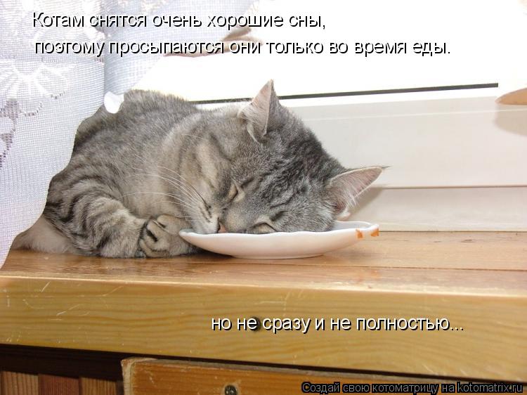 Котоматрица: Котам снятся очень хорошие сны, поэтому просыпаются они только во время еды. но не сразу и не полностью...