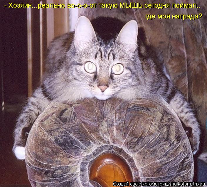 - Хозяин...реально во-о-о-от такую МЫШЬ сегодня поймал.. где моя награда?... Котоматрица: - Хозяин...реально во-о-о-от такую МЫШЬ сегодня поймал.. где моя награда?