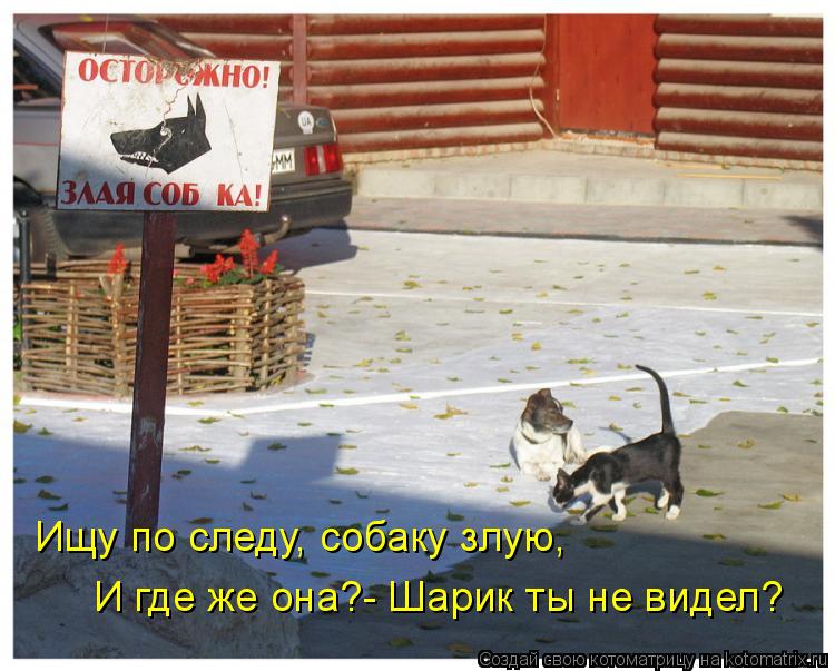 Ищу по следу, собаку злую, И где же она?- Шарик ты не видел?... Котоматрица: Ищу по следу, собаку злую, И где же она?- Шарик ты не видел?
