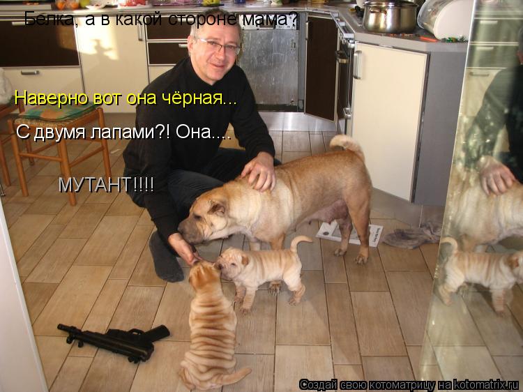 Белка, а в какой стороне мама? Наверно вот она чёрная... С двумя лапами?! Она.... МУТАНТ!!!!... Котоматрица: Белка, а в какой стороне мама? Наверно вот она чёрная... С двумя лапами?! Она.... МУТАНТ!!!!