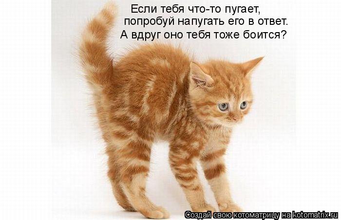 Если тебя что-то пугает, попробуй напугать его в ответ. А вдруг оно тебя тоже боится?... Котоматрица: Если тебя что-то пугает, попробуй напугать его в ответ. А вдруг оно тебя тоже боится?
