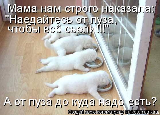 Мама нам стpого наказала: "Наедайтесь от пуза, чтобы всё сьели!!!" А от пуза до куда надо есть?... Котоматрица: Мама нам стpого наказала: "Наедайтесь от пуза, чтобы всё сьели!!!" А от пуза до куда надо есть?