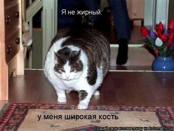 У меня широкая кость. Я не жирный. у меня широкая кость... Котоматрица: У меня широкая кость. Я не жирный. у меня широкая кость
