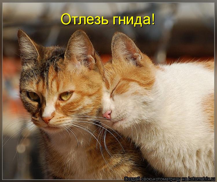 Отлезь гнида!... Котоматрица: Отлезь гнида!