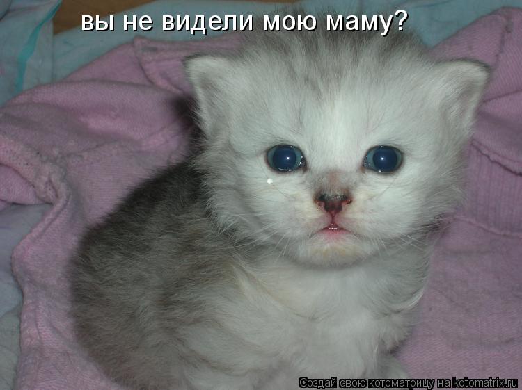 Котоматрица: вы не видели мою маму?