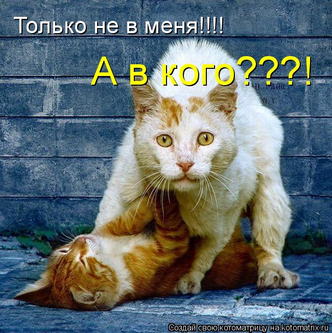 Котоматрица: Только не в меня!!!! А в кого???!