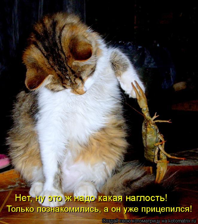 Нет, ну это ж надо какая наглость! Только познакомились, а он уже прицепился!... Котоматрица: Нет, ну это ж надо какая наглость! Только познакомились, а он уже прицепился!
