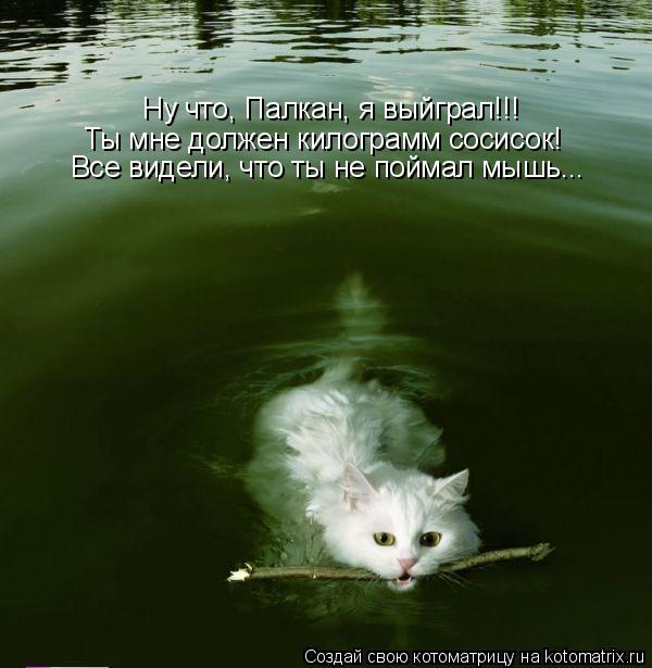 Ну что, Палкан, я выйграл!!! Ты мне должен килограмм сосисок! Все видели, что ты не поймал мышь...... Котоматрица: Ну что, Палкан, я выйграл!!! Ты мне должен килограмм сосисок! Все видели, что ты не поймал мышь...