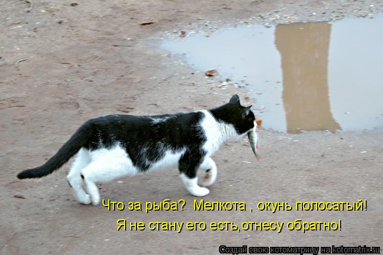 Что за рыба? Мелкота , окунь полосатый! Я не стану его есть,отнесу обратно!... Котоматрица: Что за рыба? Мелкота , окунь полосатый! Я не стану его есть,отнесу обратно!
