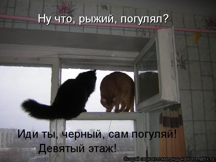 Ну что, рыжий, погулял? Иди ты, черный, сам погуляй! Девятый этаж!... Котоматрица: Ну что, рыжий, погулял? Иди ты, черный, сам погуляй! Девятый этаж!